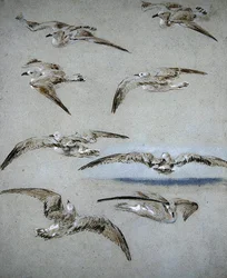 Seven Seagulls (blyant, wc og kroppsfarge på papir)